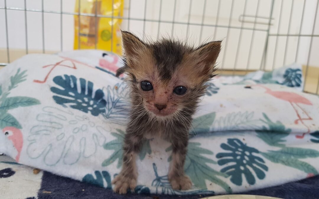 Des nouvelles de notre petit Kiwi