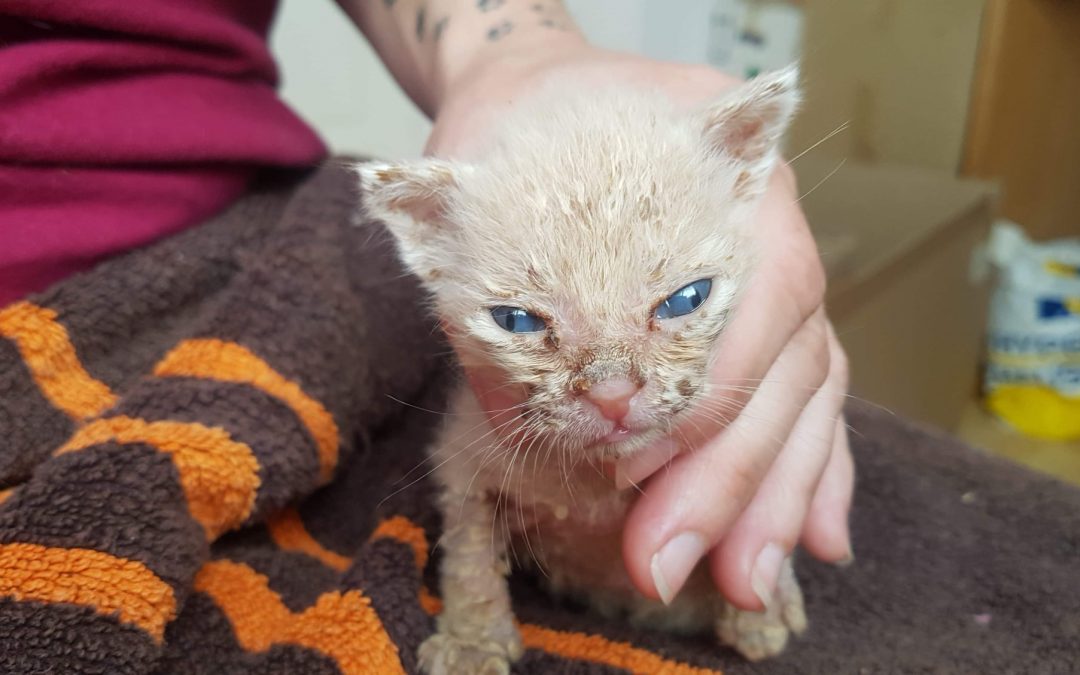 Des nouvelles du SOS fourrière concernant les 6 bébés
