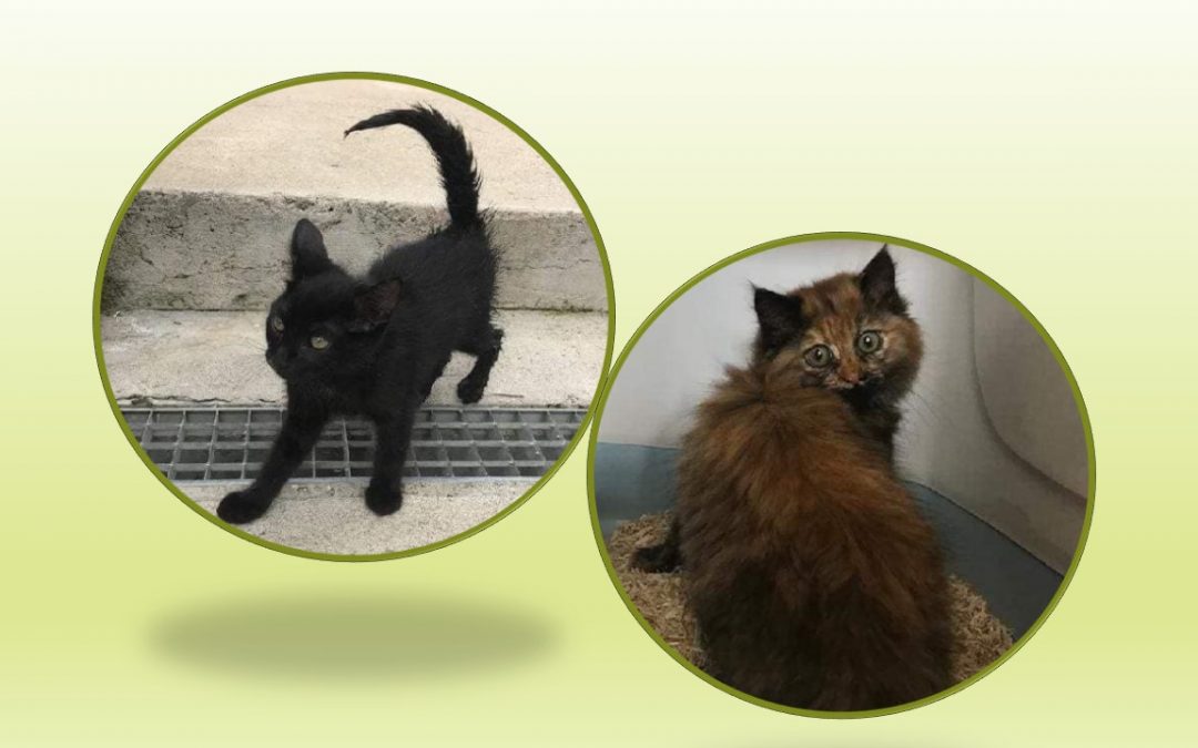 Depuis cet après-midi 2 nouvelles chatonnes sont devenues nos protégées