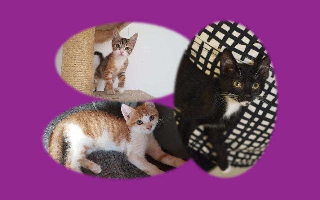 Une belle journée d&rsquo;adoptions