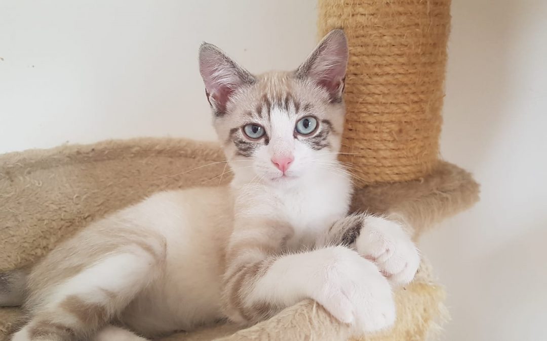 Une deuxième adoption ce week-end