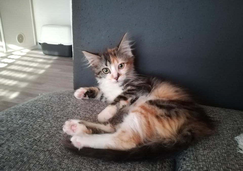 Hier une jolie adoption très attendue
