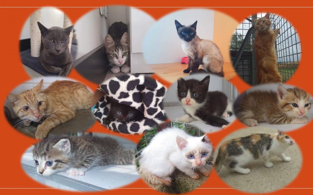 En cette fin de semaine 11 chatons et chats ont été pris en charge