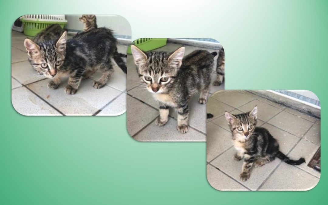 3 nouveaux chatons pris en charge cet après-midi