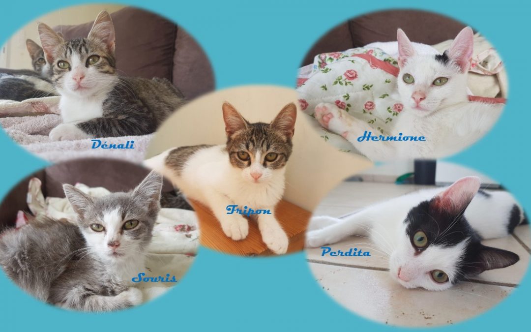 Des nouvelles de 5 des chatons pris en charge mi-août