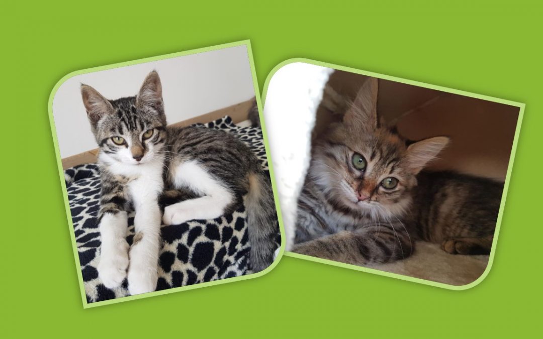Le week-end commence par 2 belles adoptions