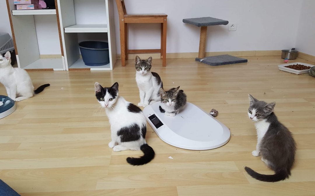 Des nouvelles de 5 des chatons pris en charge mi-août
