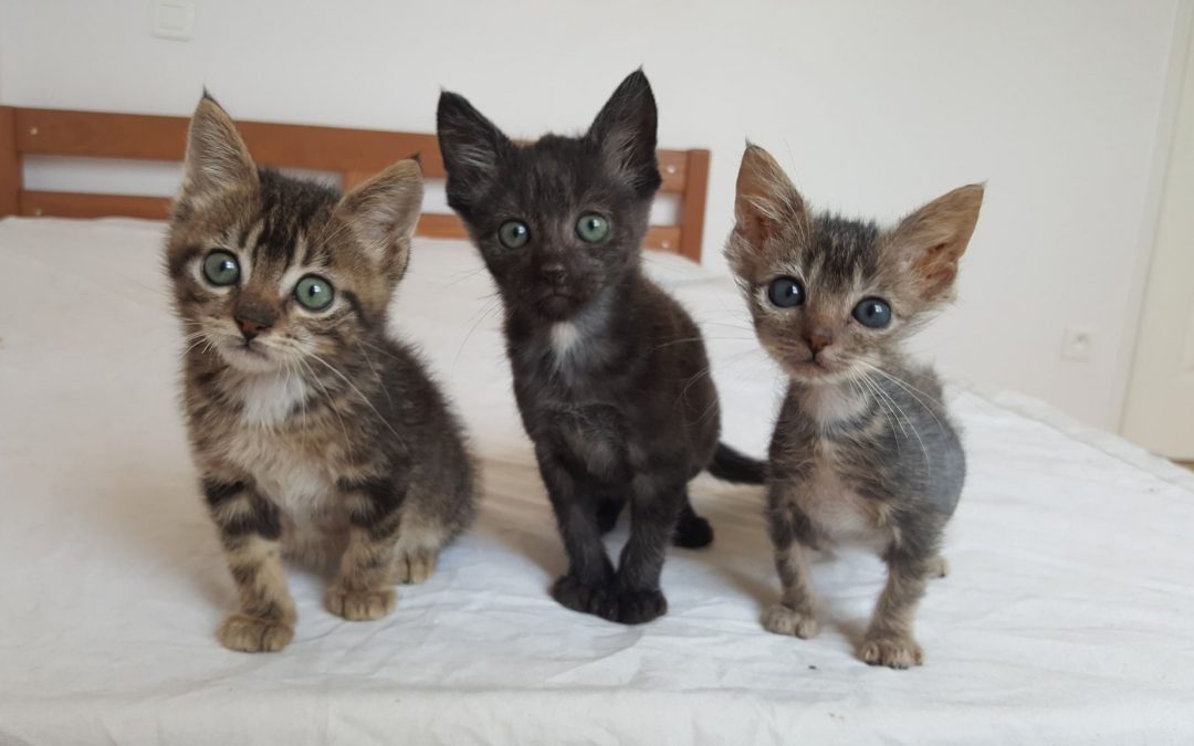 Des nouvelles des plus petits chatons pris en charge mi-août