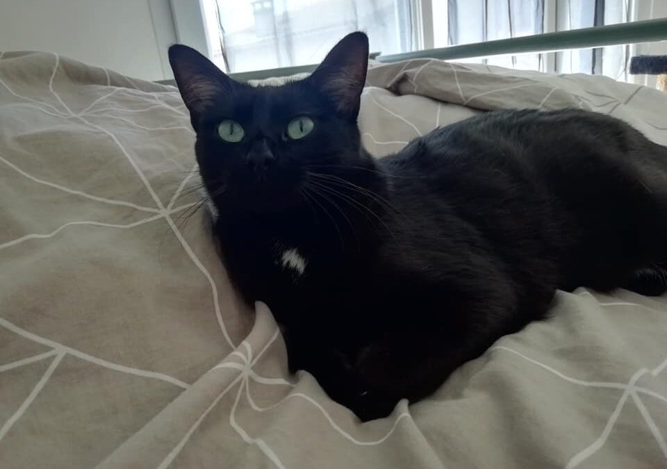 Aujourd&rsquo;hui 2 adoptions toutes particulières