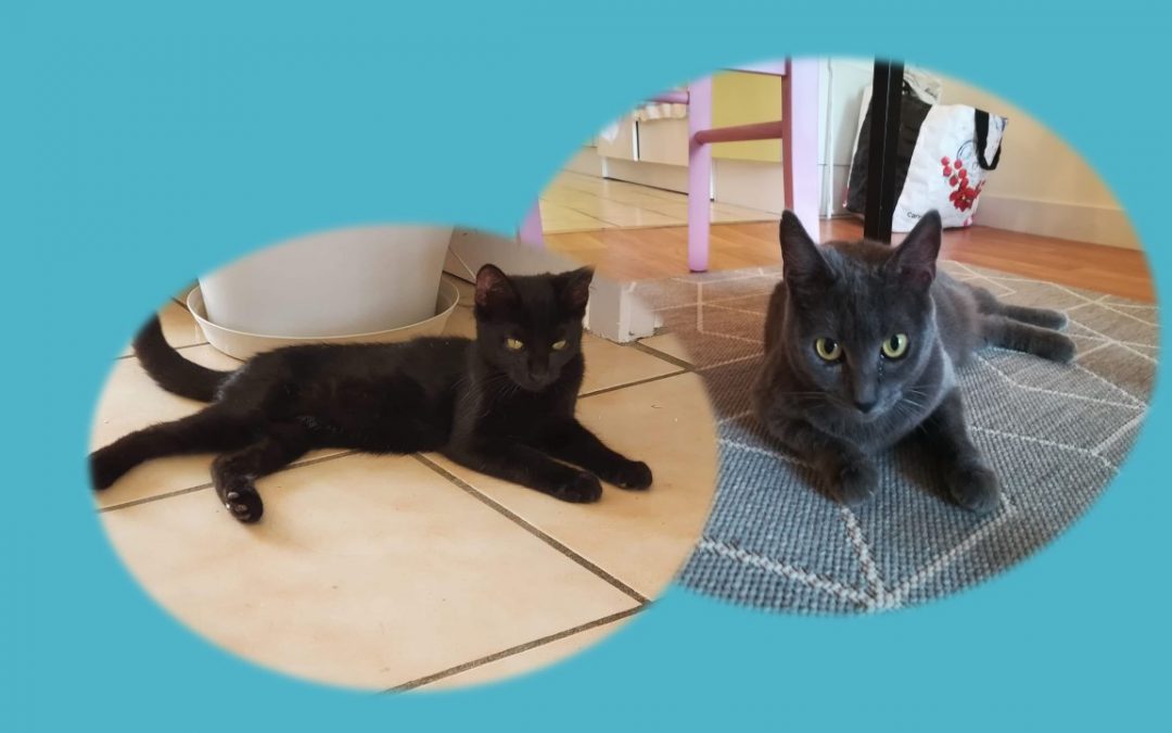 Deux nouvelles boules de poils ont chacune trouvé leur famille pour la vie