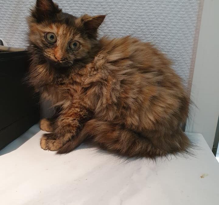 Ce soir la douce Rebelle a rejoint sa nouvelle famille