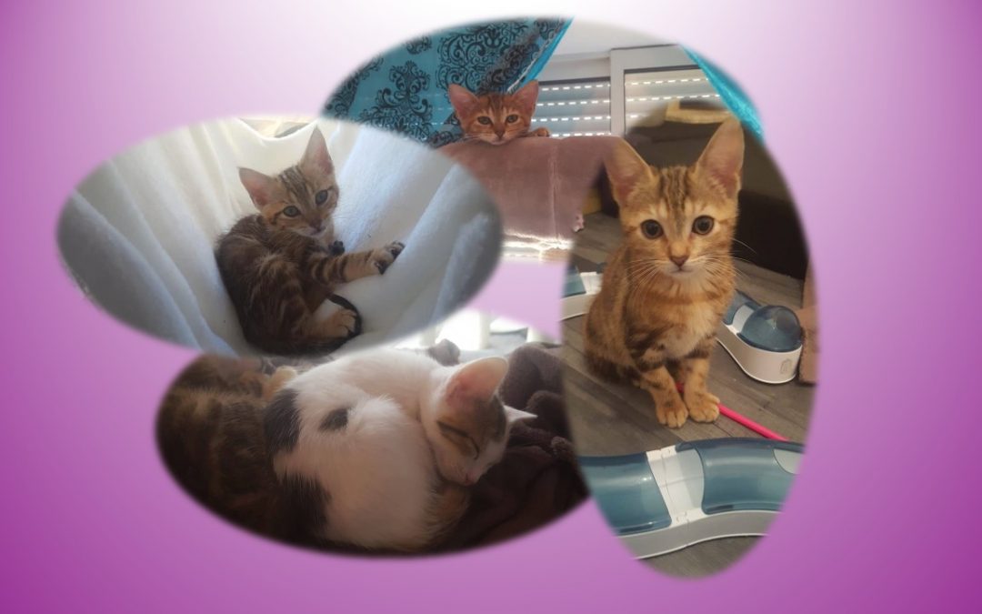 Des nouvelles des 4 soeurs prises en charge il y a 1 mois