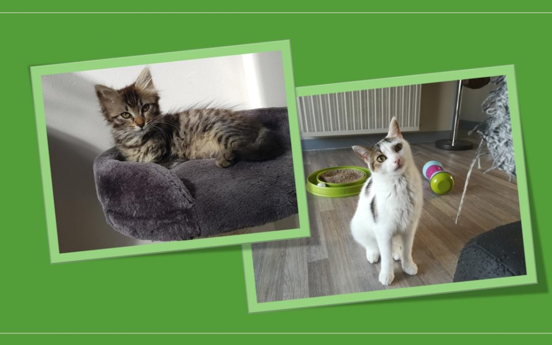 Aujourd&rsquo;hui 2 de nos boules de poils ont rejoint leur famille pour la vie