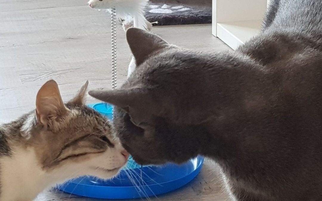 Vous voulez accueillir un deuxième chat ? Voici quelques conseils