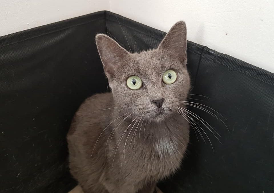 Une de nos protégées a rejoint sa famille pour la vie ce matin
