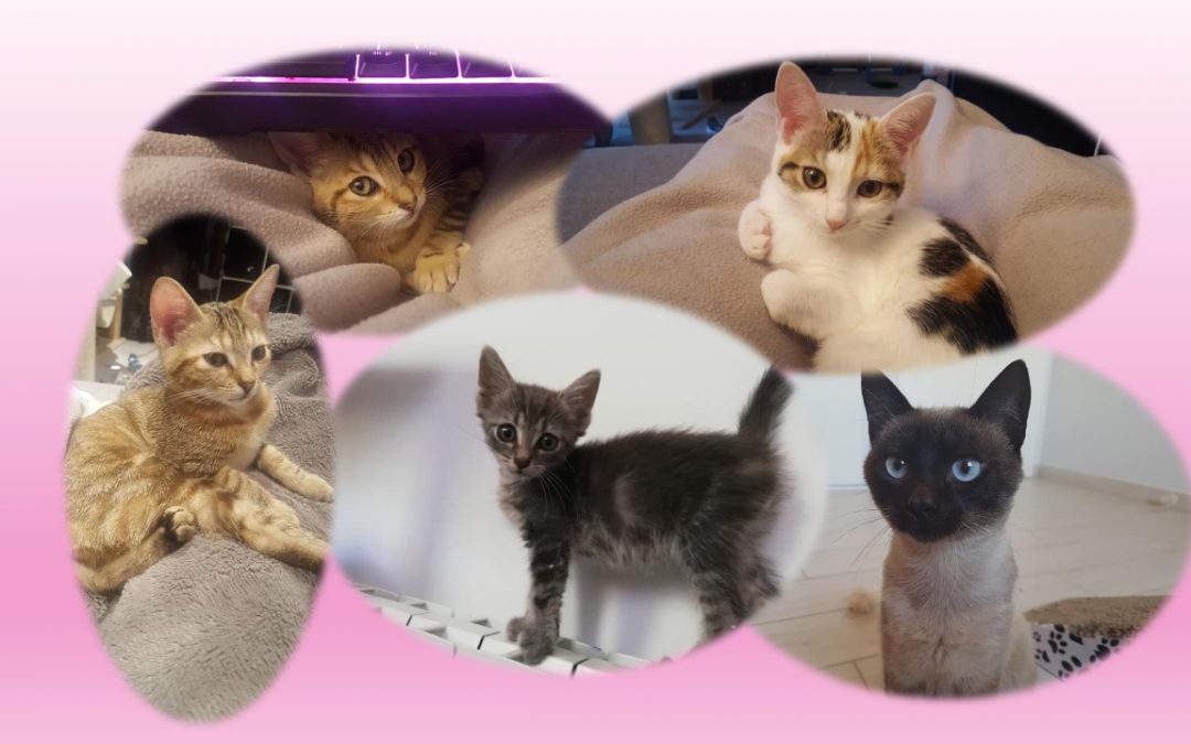 Un très beau vendredi avec 5 adoptions