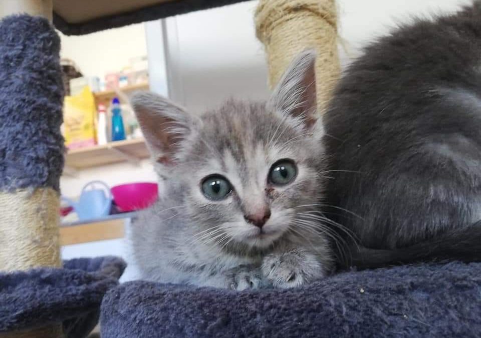 Pour continuer ce samedi a vu une nouvelle adoption
