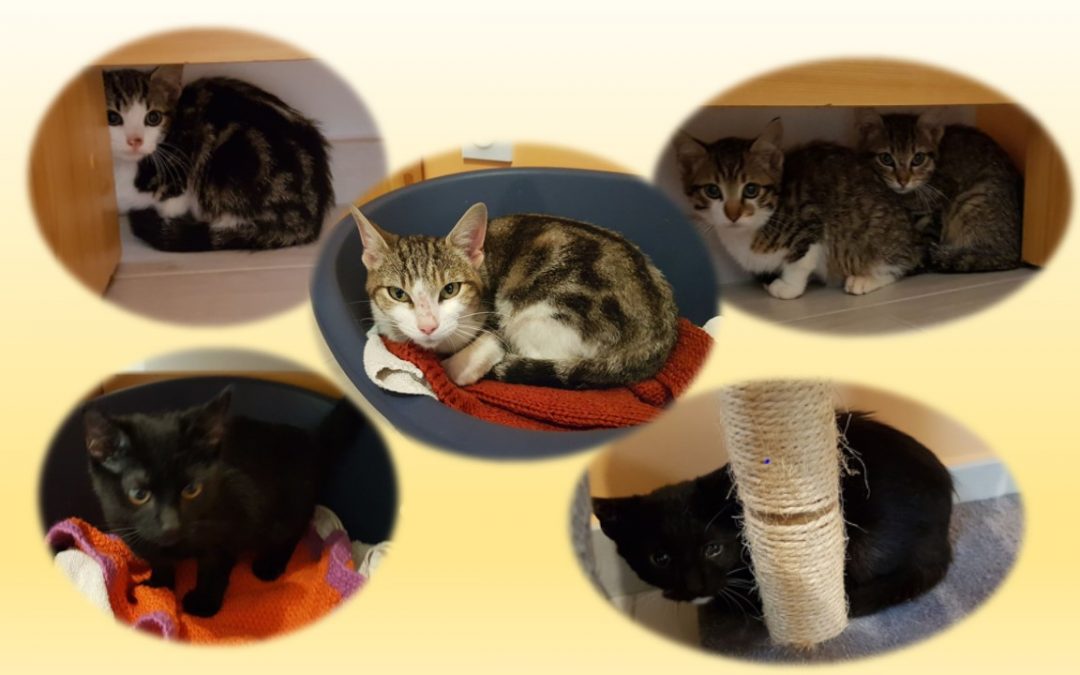 6 nouvelles boules de poils arrivées à l&rsquo;association cet après-midi