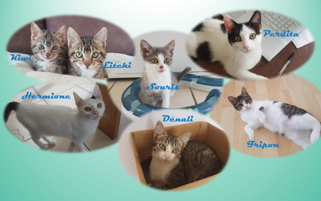 Des nouvelles des chatons pris en charge mi-août