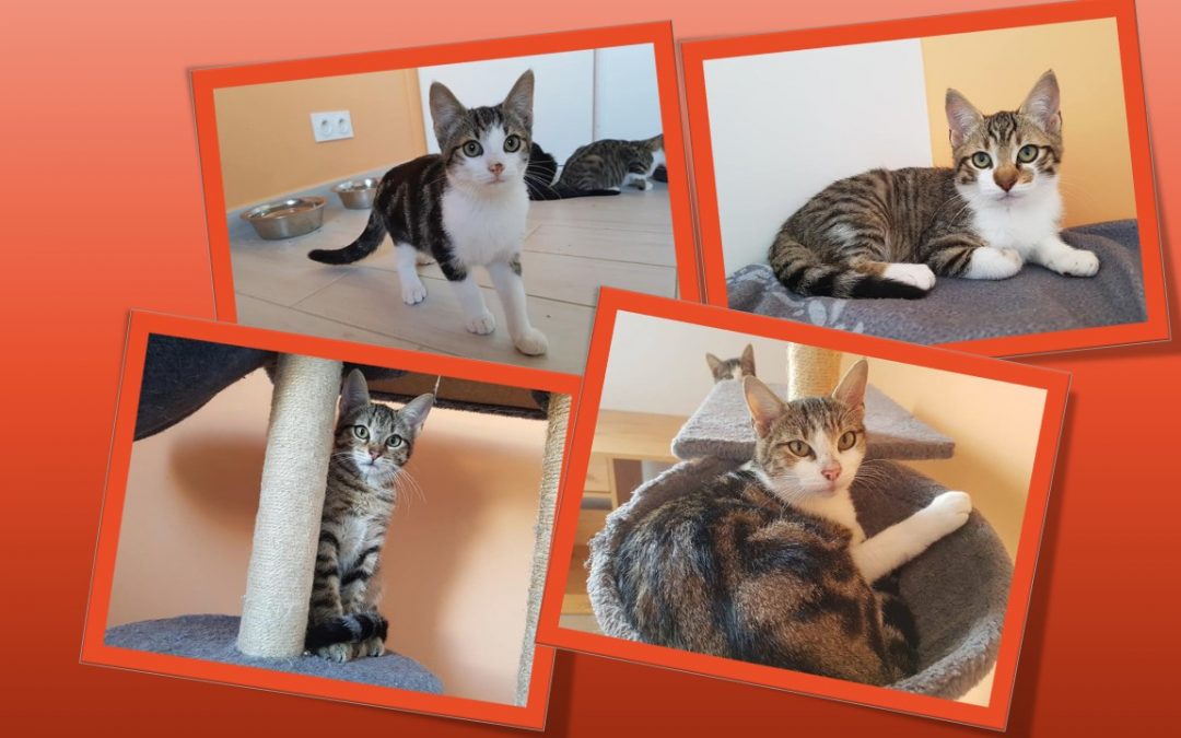 Des nouvelles de Duchesse et ses 3 chatons
