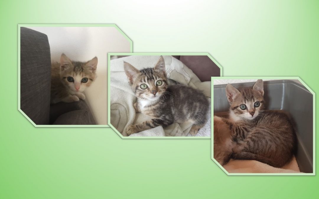 Un joli dimanche avec 3 adoptions