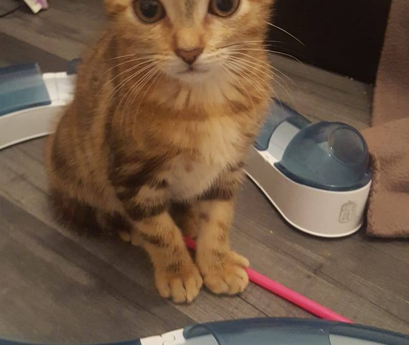 1ère adoption de ce mois d&rsquo;octobre