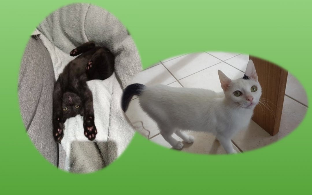 Deux nouvelles et belles adoptions ce jeudi