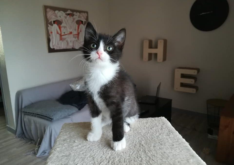 Une adoption toute particulière