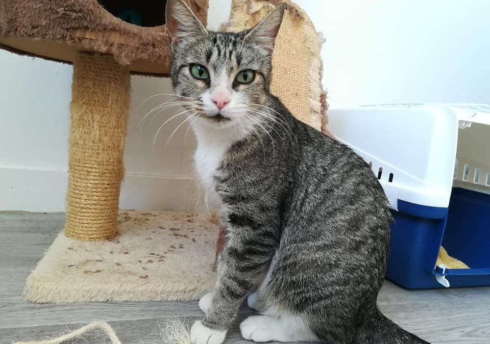 Le week-end continue avec une nouvelle adoption