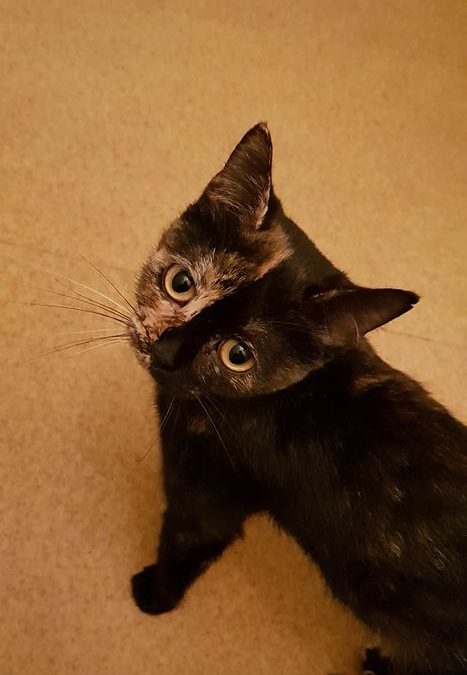 Et voilà encore une belle adoption !
