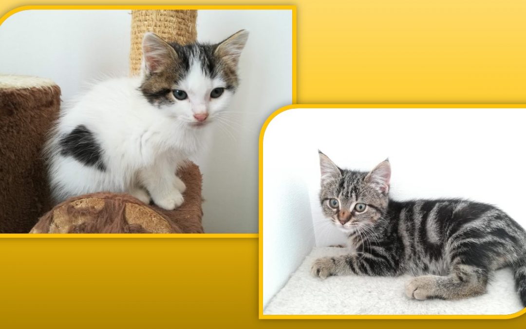 La semaine continue avec 2 autres adoptions