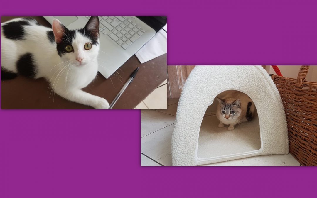 Aujourd&rsquo;hui 2 nouvelles adoptions