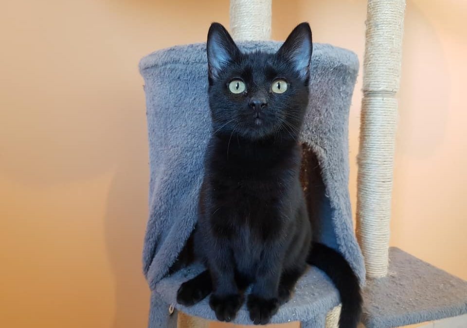 Et voilà une 4e adoption cette semaine