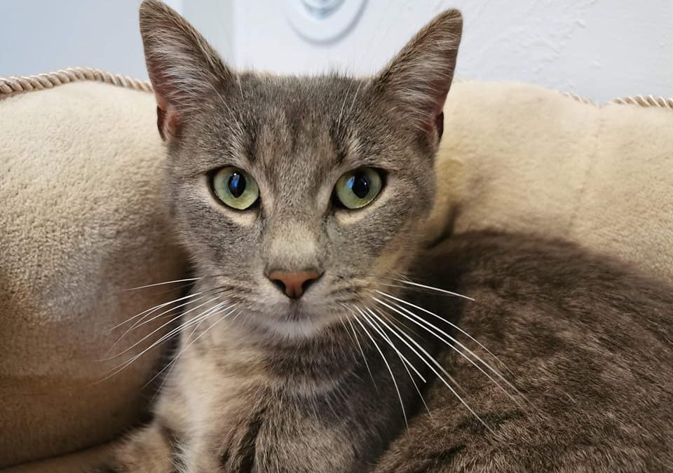 Une nouvelle adoption mais toute particulière