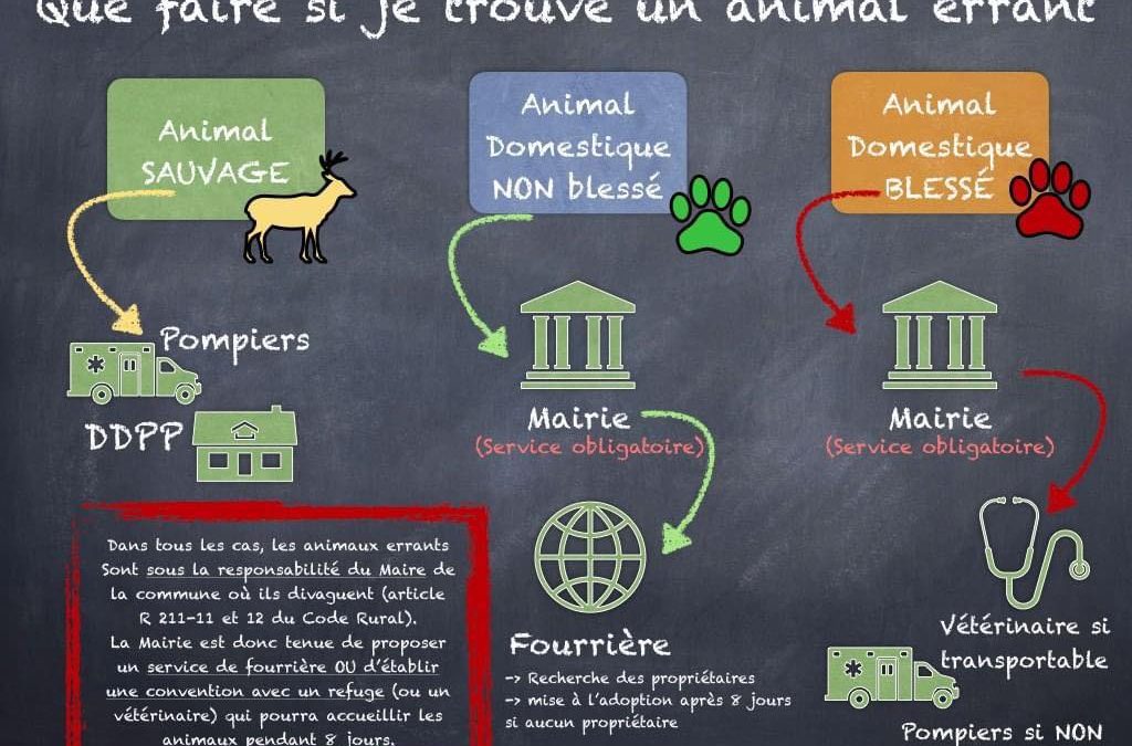 Que faire si je trouve un animal errant