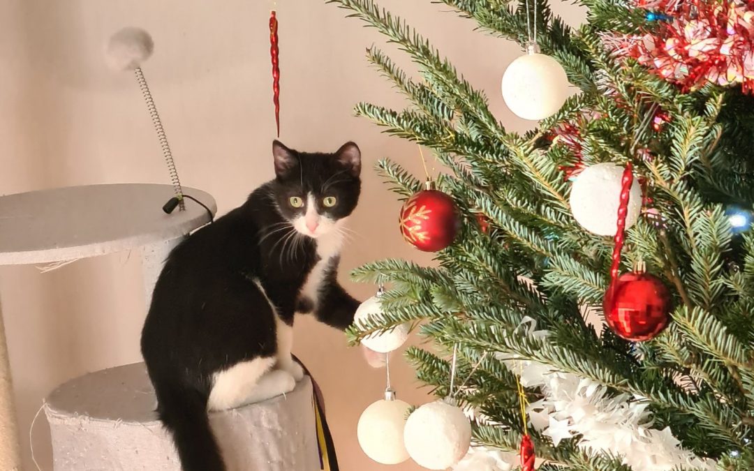 Le sapin de Noël et ses dangers pour les chats