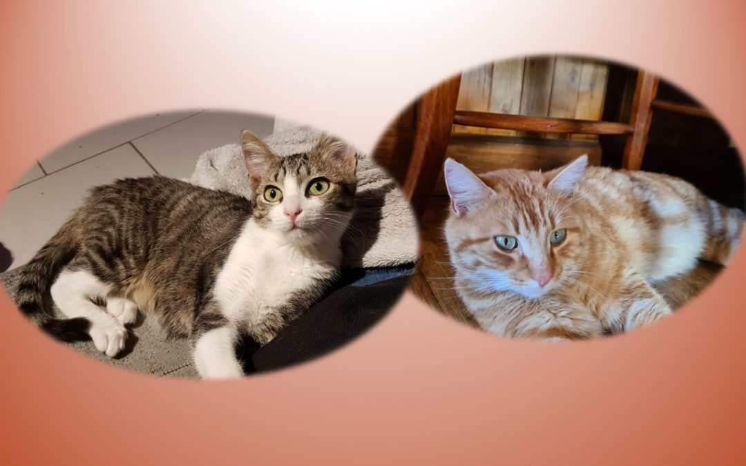 Aujourd&rsquo;hui ce sont deux boules de poils qui ont chacune rejoint leur nouvelle famille