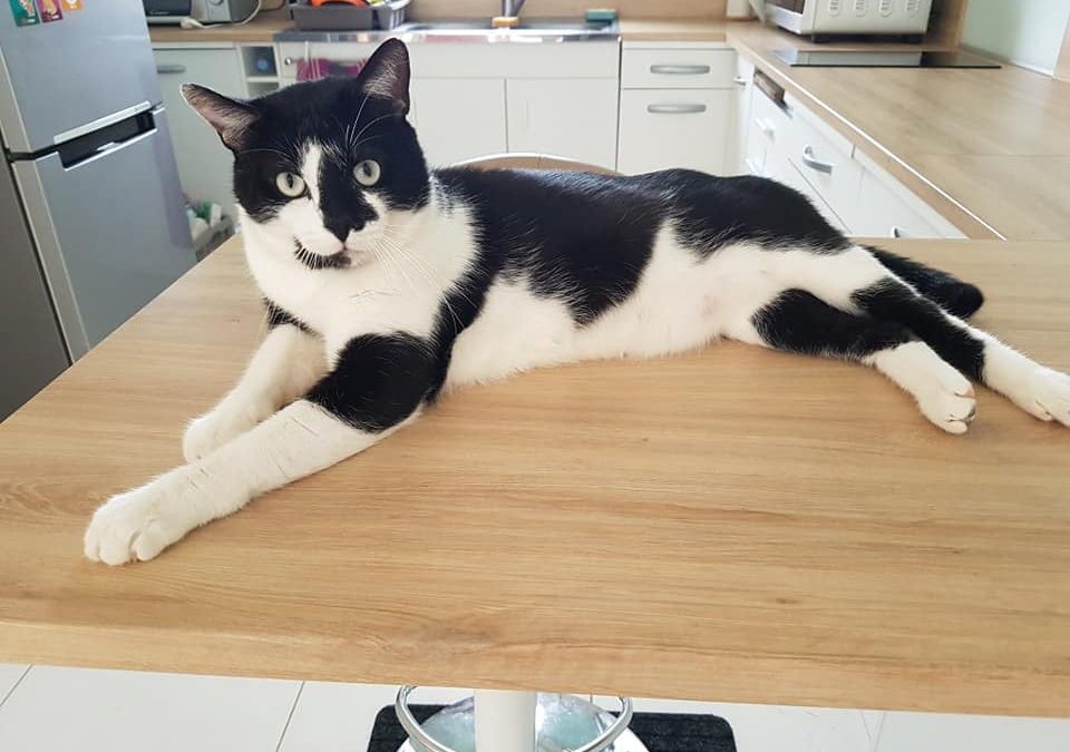 Aujourd&rsquo;hui une adoption qui nous touche tout particulièrement : celle de Fievel.