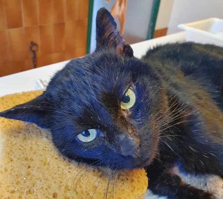 Une prise en charge d&rsquo;un jeune chat blessé à cause d&rsquo;un harnais