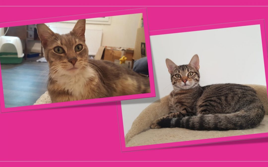 Aujourd&rsquo;hui deux de nos boules de poils ont trouvé leur famille pour la vie