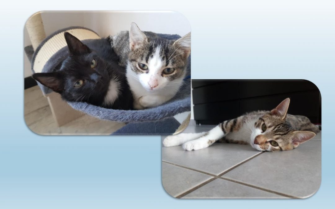 Ce week-end démarre en fanfare avec 3 adoptions dont une double