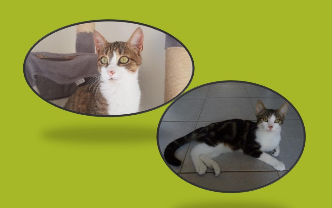 L&rsquo;année n&rsquo;est pas terminée pour les adoptions, en voici encore 2 aujourd&rsquo;hui !