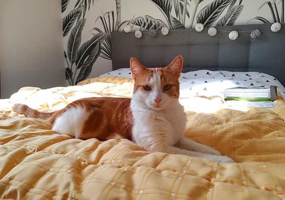La semaine commence par une belle adoption