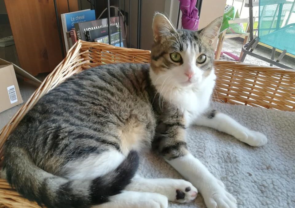 Une nouvelle boule de poils a rejoint sa famille pour la vie