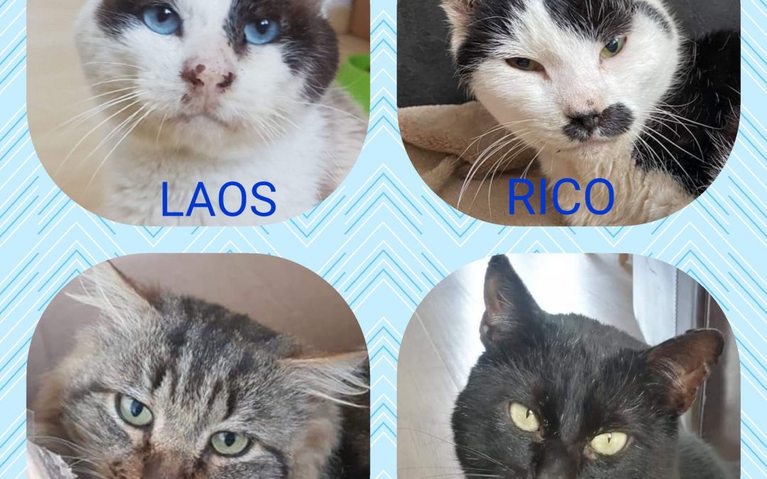 Quelques informations sur les chats Fiv+