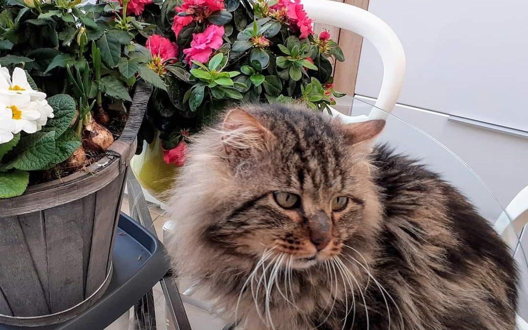 Une belle adoption aujourd&rsquo;hui