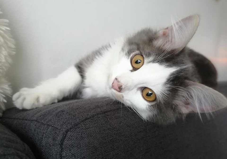Une jolie adoption cet après-midi