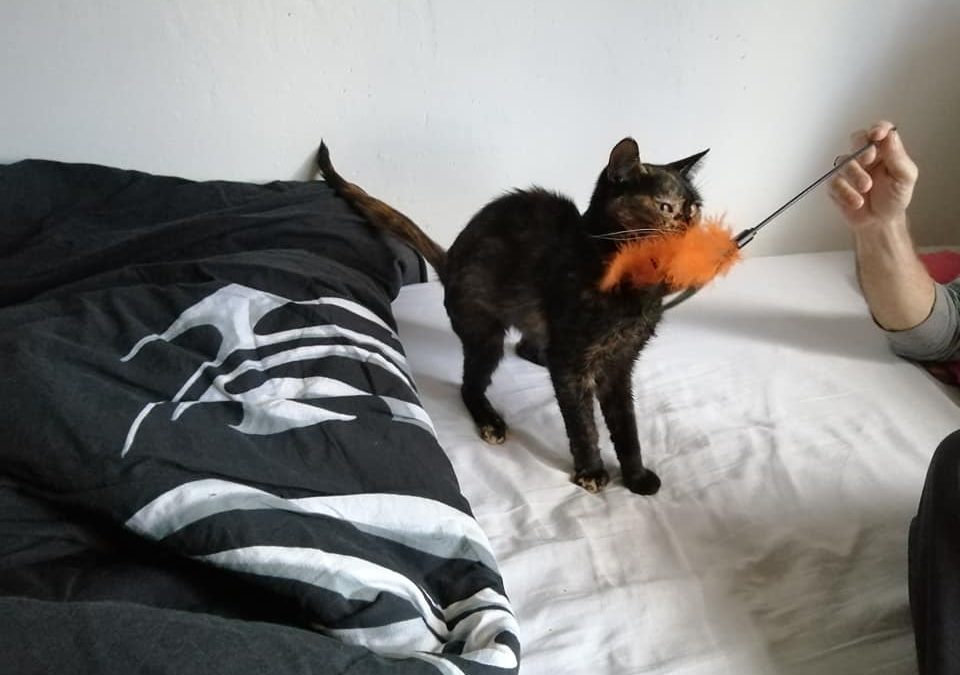 Jouer avec son chat