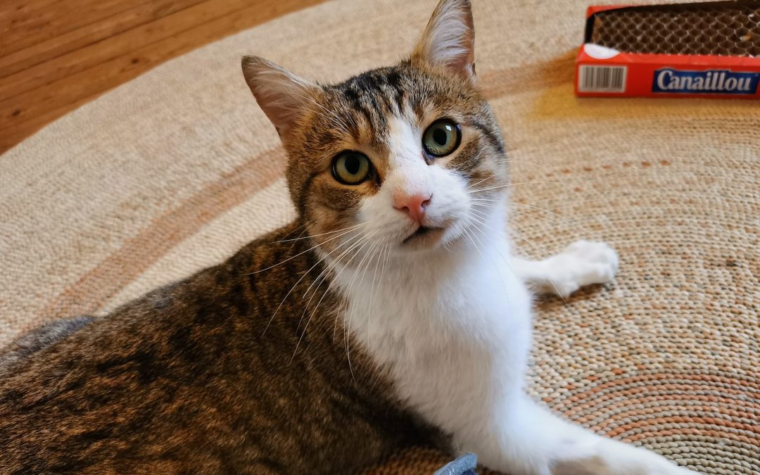 Une adoption touchante en ce début de semaine