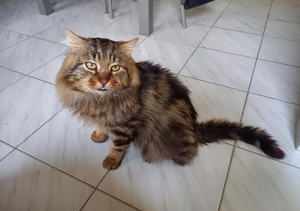 Une émouvante adoption aujourd&rsquo;hui